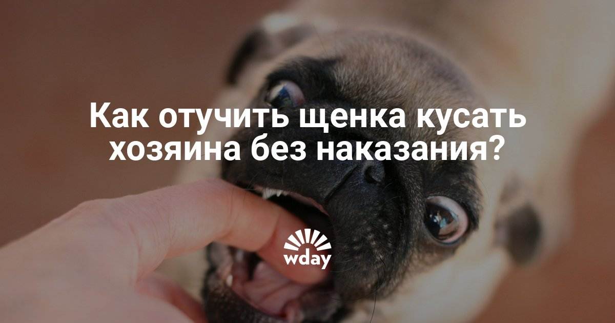 Собака кусает хозяина – что делать при агрессии к знакомым людям - про питомца