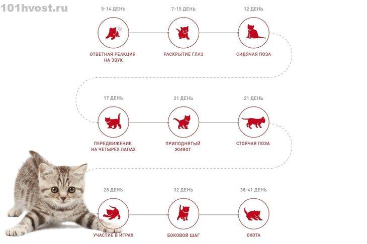 Развитие котят по неделям: как выглядят, растут после рождения