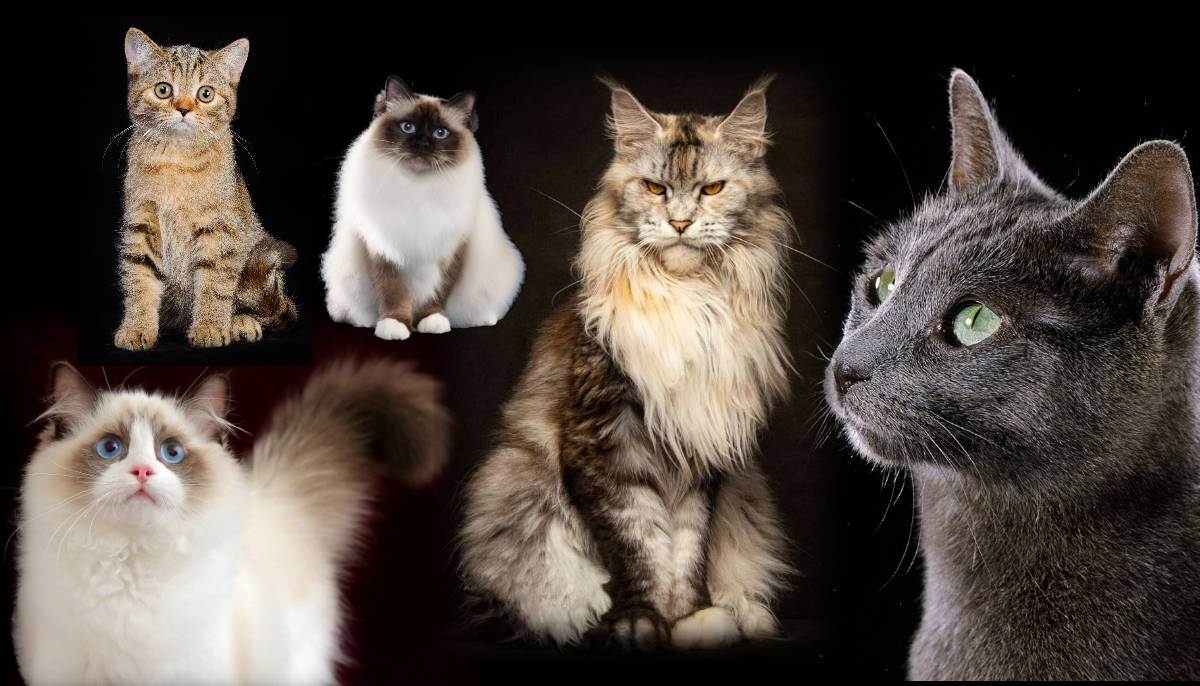 Самые популярные породы кошек: топ-10