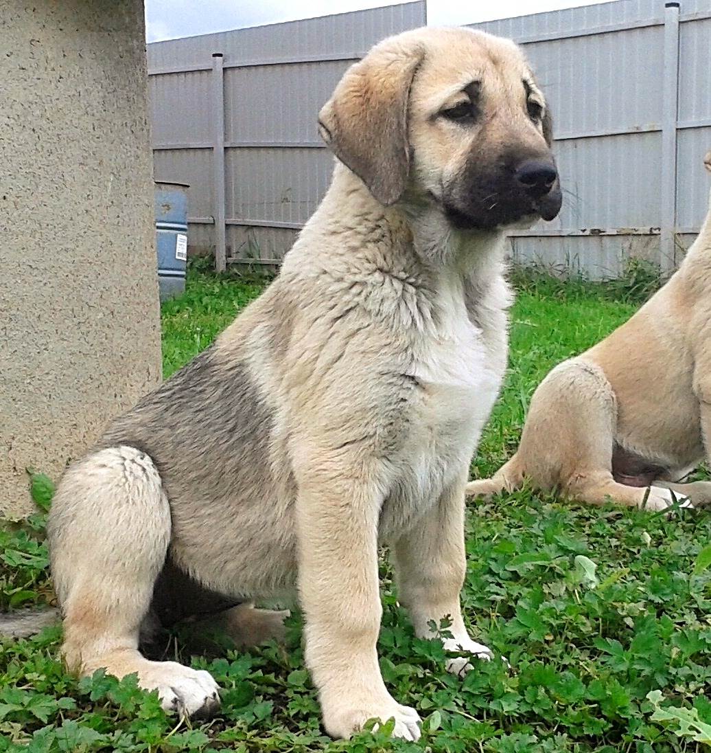 Акбаш — умная, но опасная турецкая порода собак