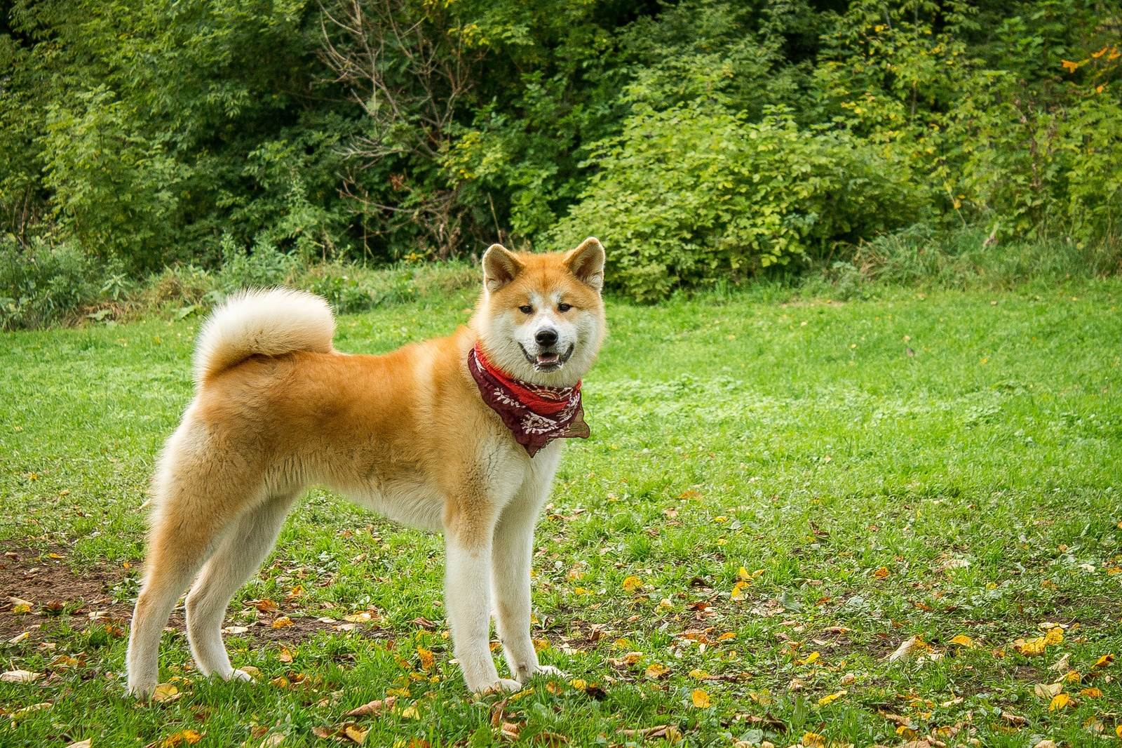 Акита-ину (японская акита) — порода собаки