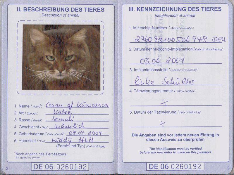 Как самостоятельно сделать паспорт кошке?