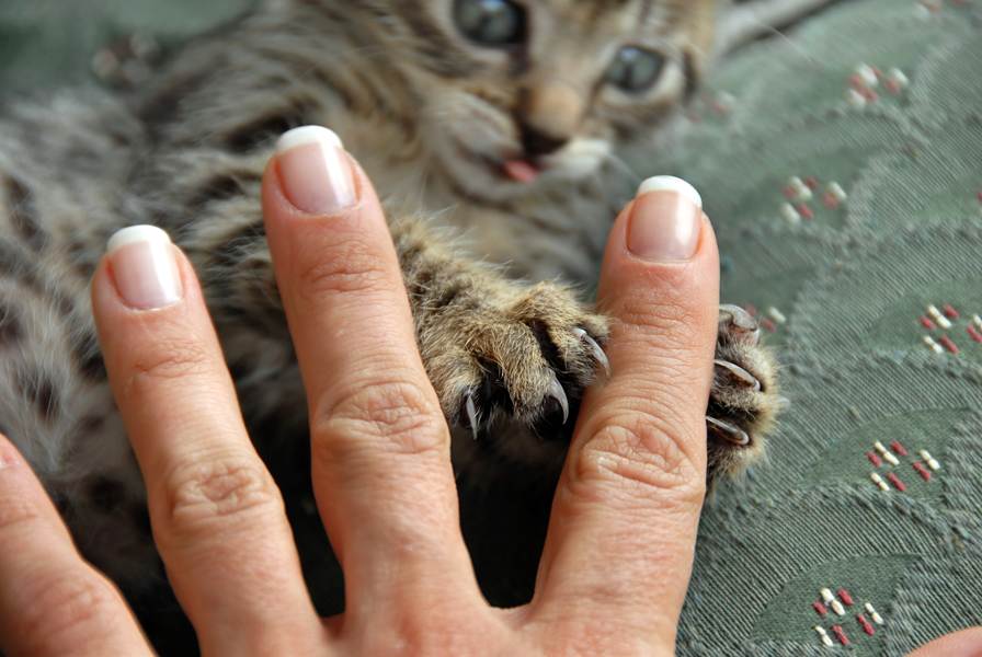 Как отучить котенка кусаться за руки ноги | и царапаться