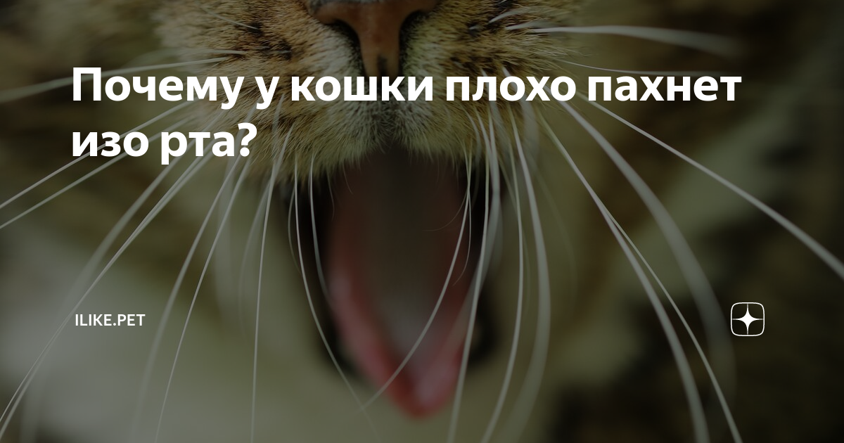 Запах изо рта у кошек: причины и лечение