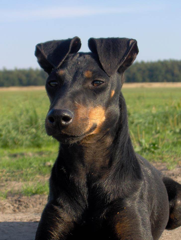 ᐉ описание породы собак манчестер терьер с отзывами и фото - zoogradspb.ru
