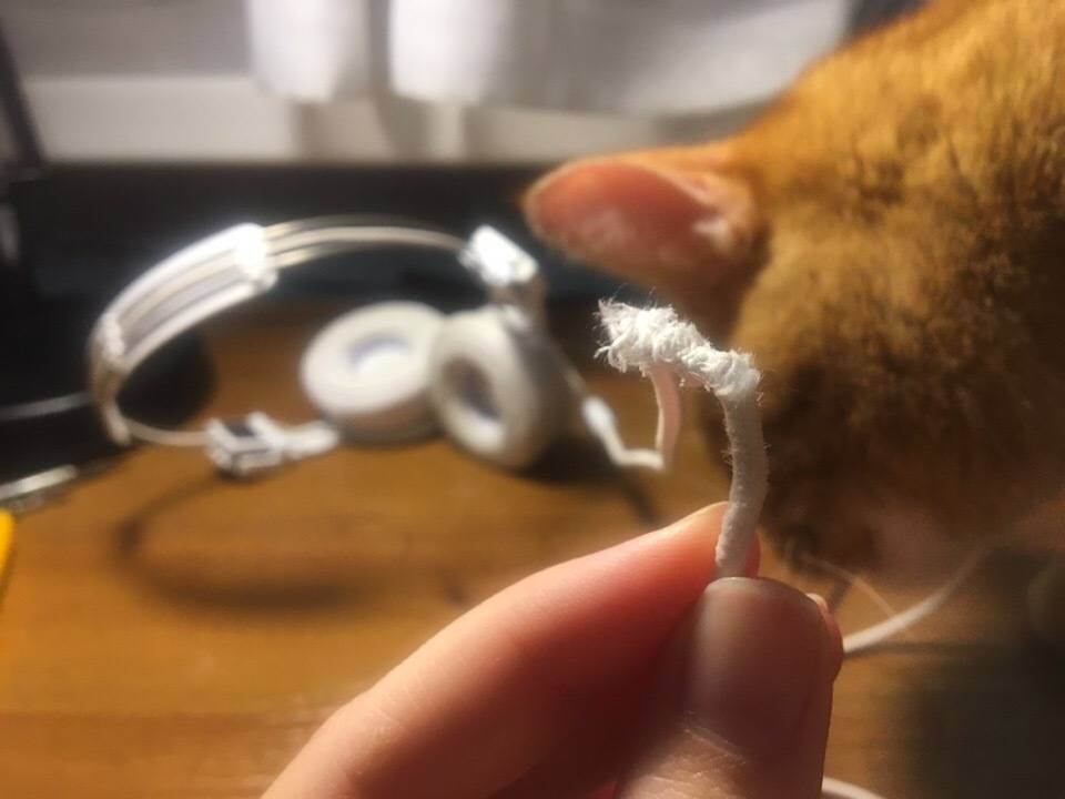 Как моментально отучить кота грызть провода