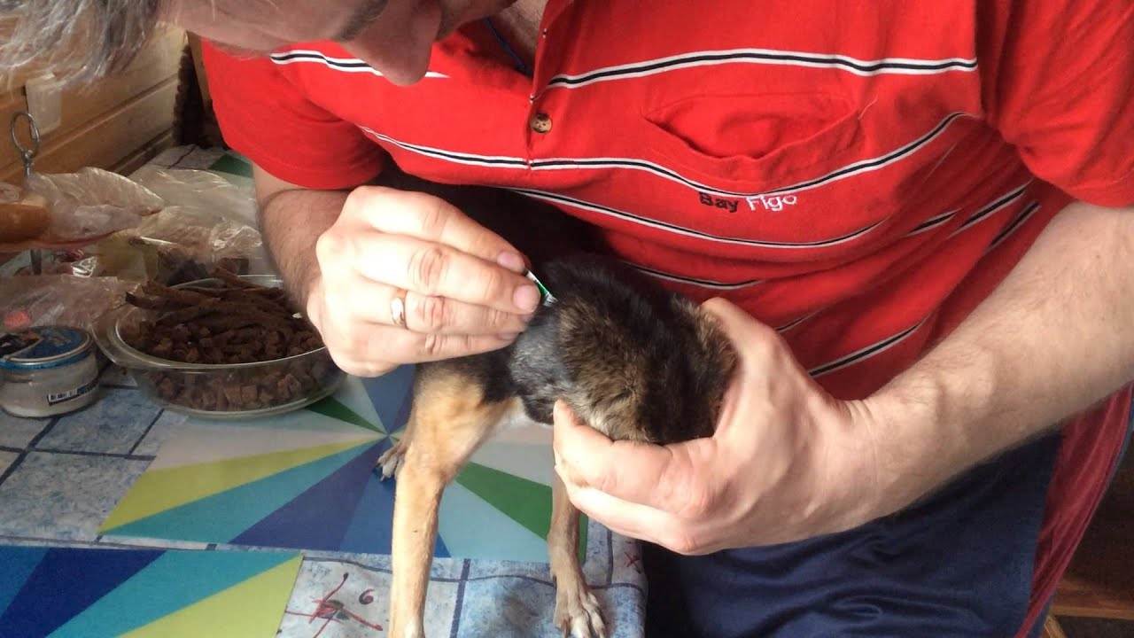 Обработка собак от клещей: эффективные способы от ветеринара