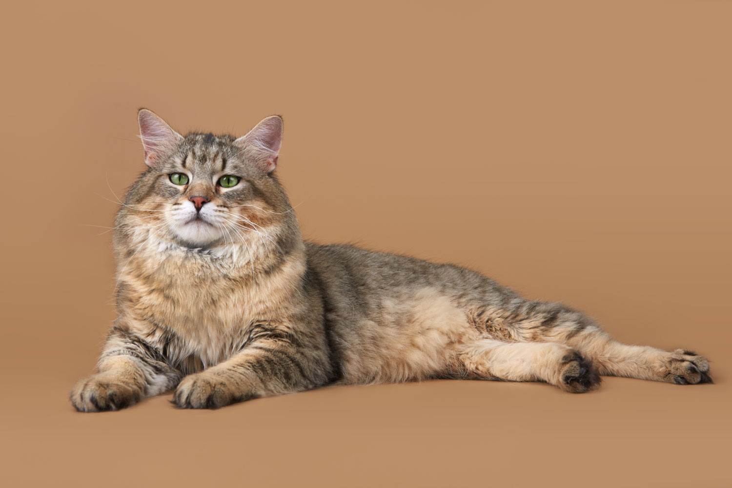 Пиксибоб порода кошек: описание, фото, характер и уход