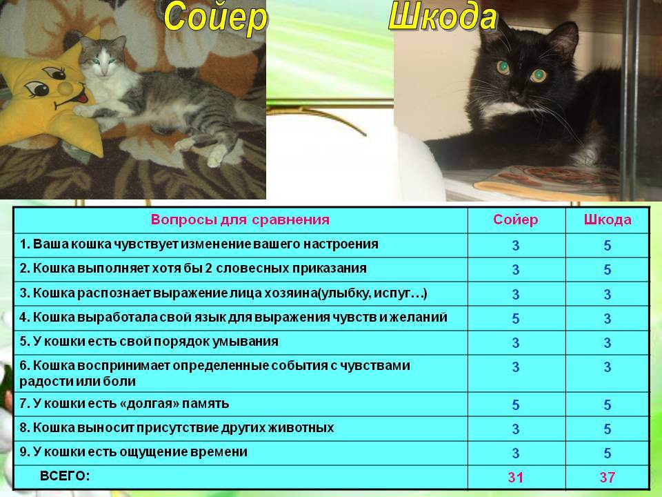 Какая память у кошек: интересные факты о мозговой деятельности котов и их особенностях восприятия действий и результата