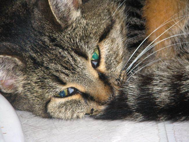 Токсоплазмоз у кошек: симптомы, лечение, профилактика