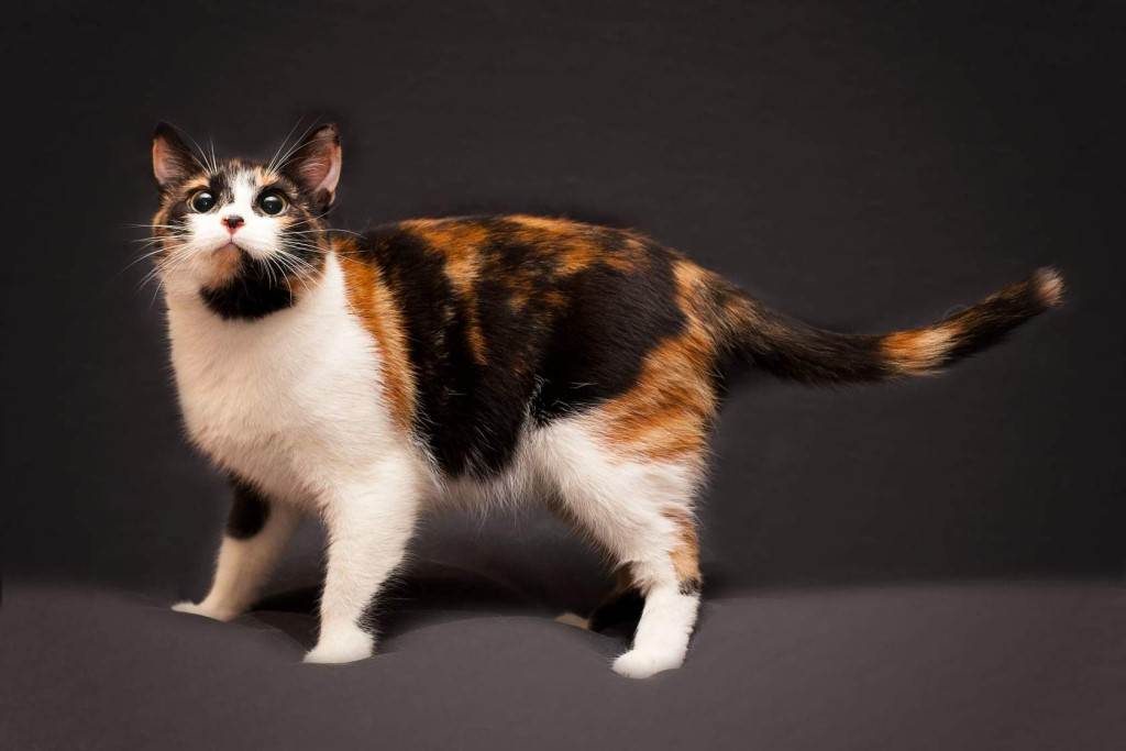Трехцветная кошка в доме: приметы и суеверия, приносит ли счастье