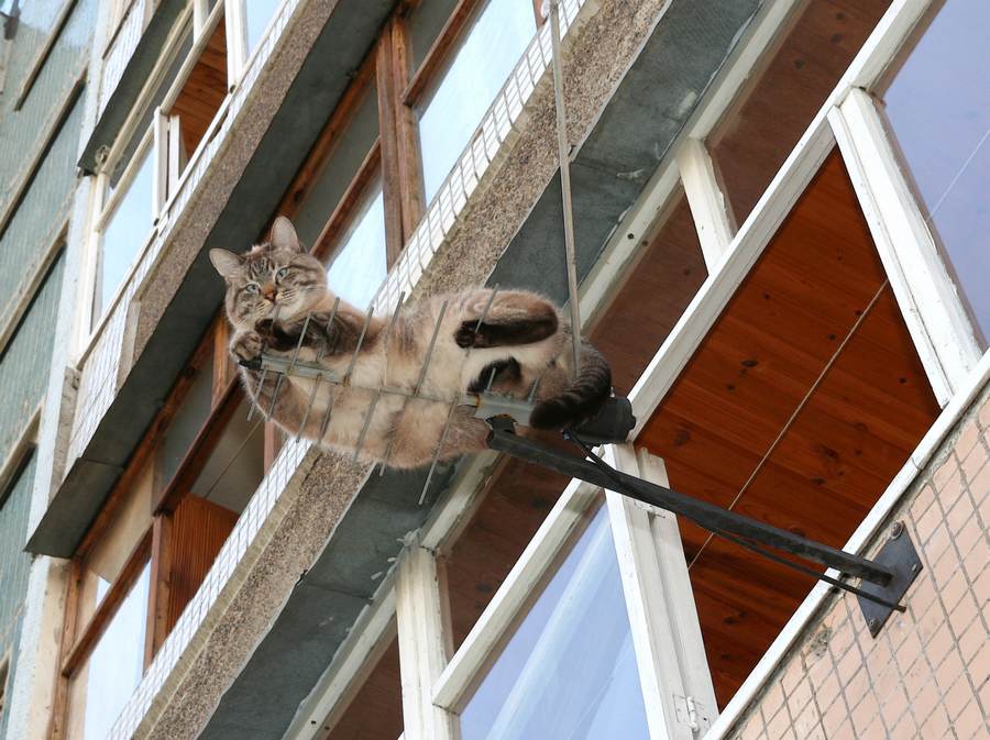 Кот упал из окна: как оказать первую помощь?