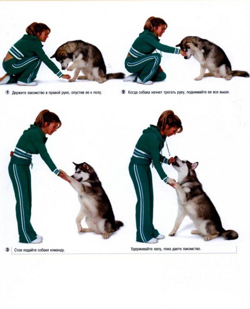 Как научить собаку команде «дай лапу»: 3 способа обучения, правила дрессировки и распространенные ошибки