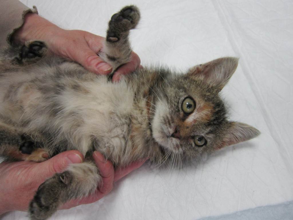 Дерматит у кошки — основные симптомы, проявления, виды, лечение и профилактика (120 фото)