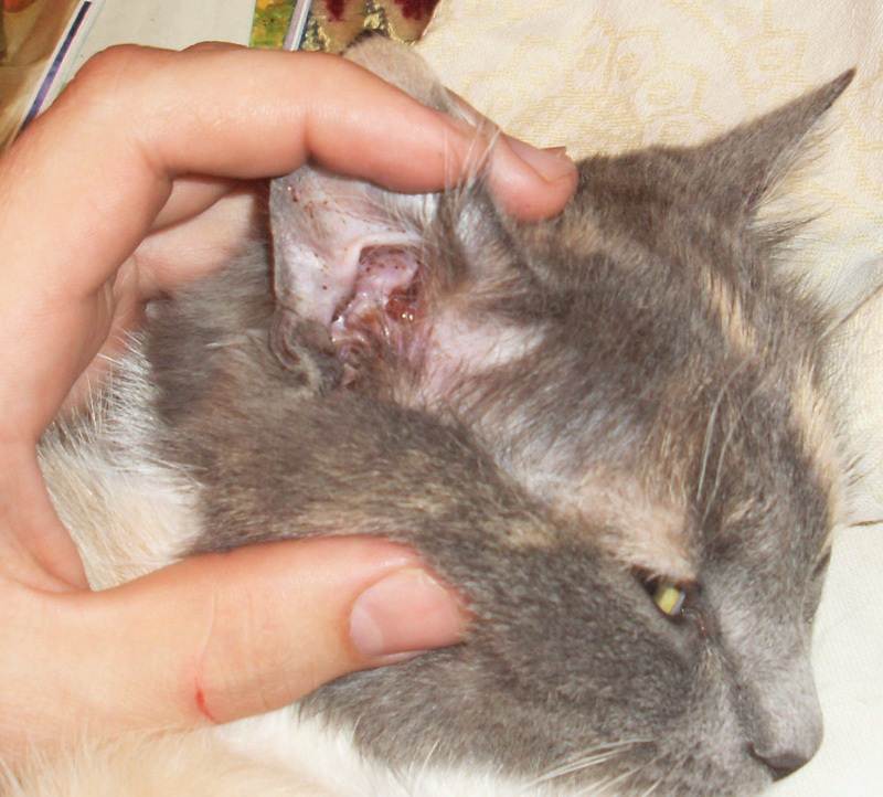 Отодектоз у кошек: симптомы и лечение