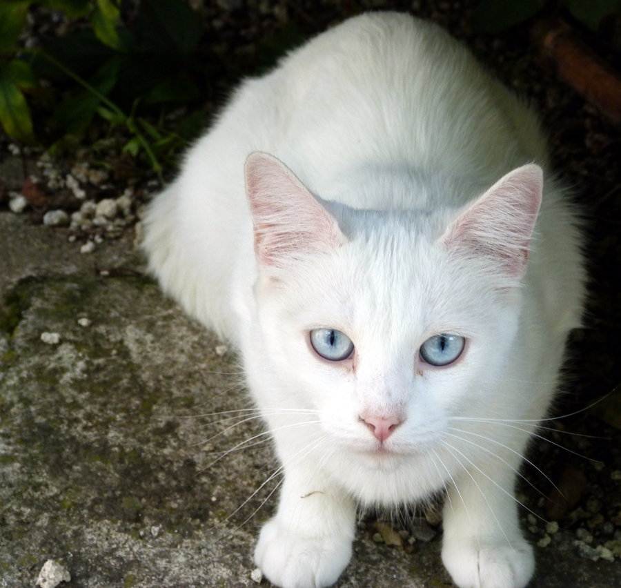 Почему белые кошки глухие и все ли они такие? - окружающий мир вокруг нас