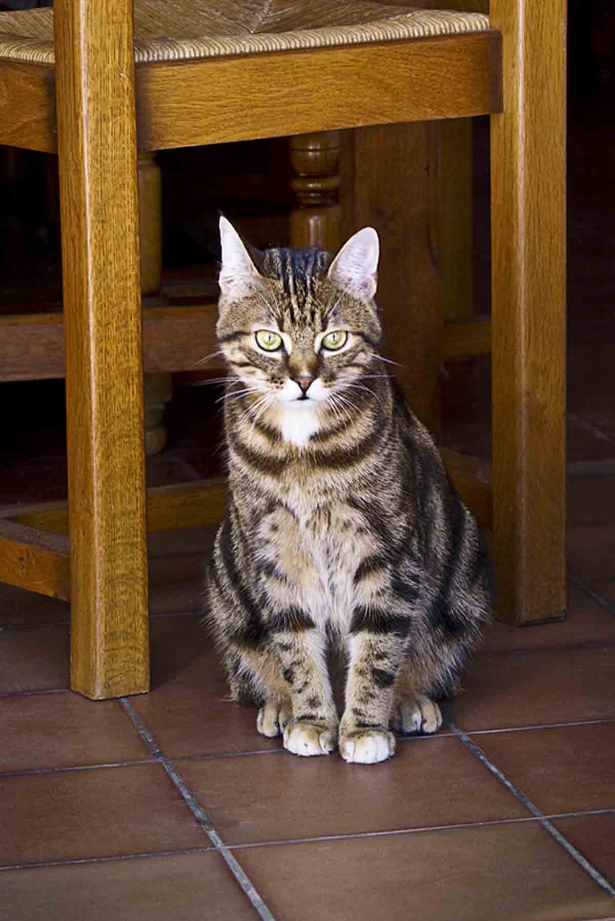ᐉ европейская короткошерстная (кельтская) - описание пород котов - ➡ motildazoo.ru