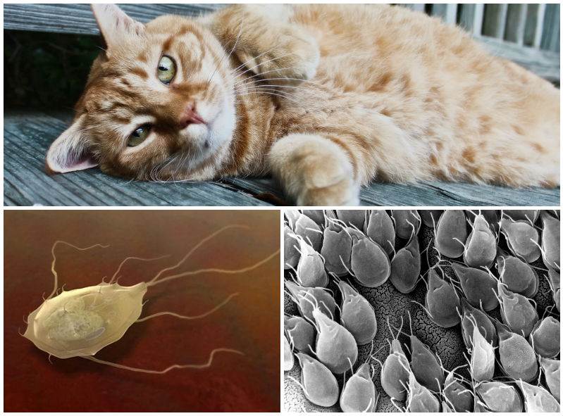 Лямблии у кошек: симптомы и лечение