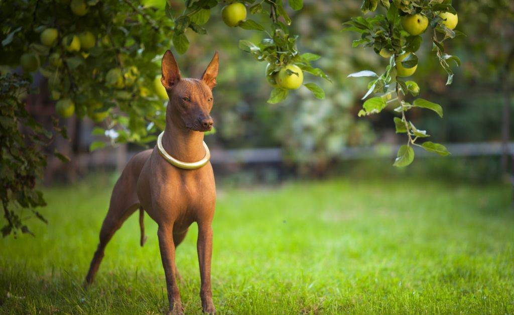 Голая собака инков: описание породы, характеристика, фото