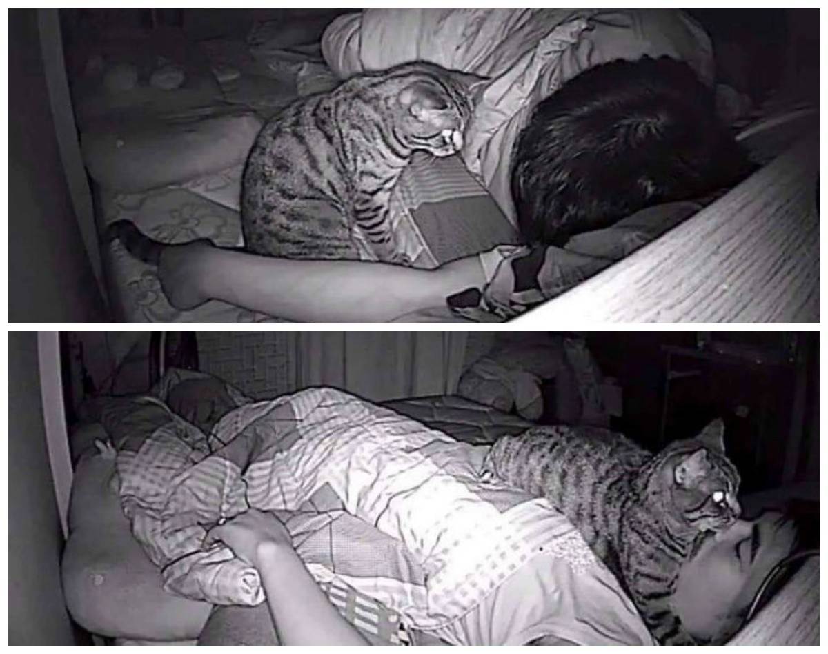 Почему кот спит на человеке: что означают его позы и выбранное место