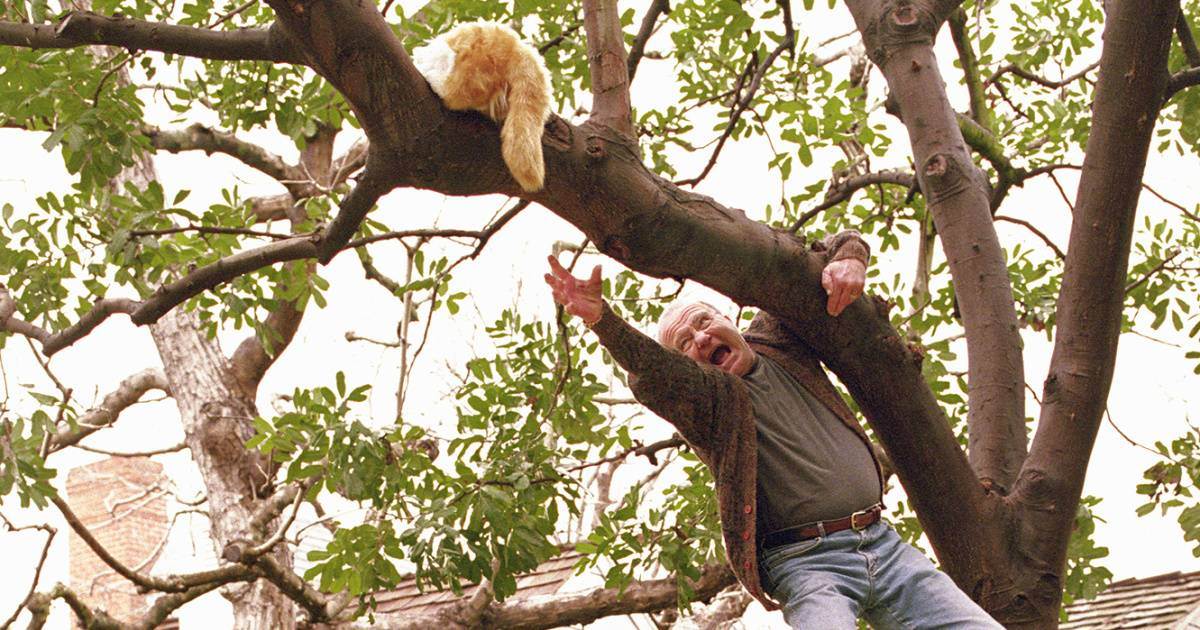 2 надежных варианта, как снять кота с дерева если он уже долго там сидит