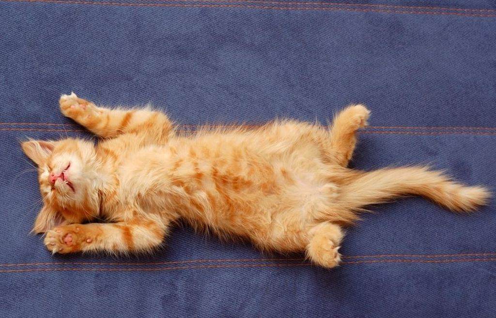 Кот спит на спине, раскинув задние лапы, кошка катается по полу и мяукает
