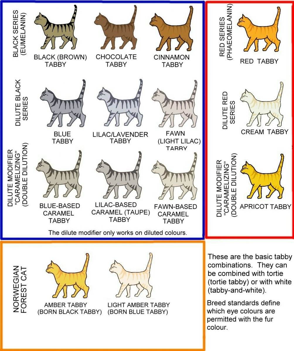 Окрасы кошек: классификация