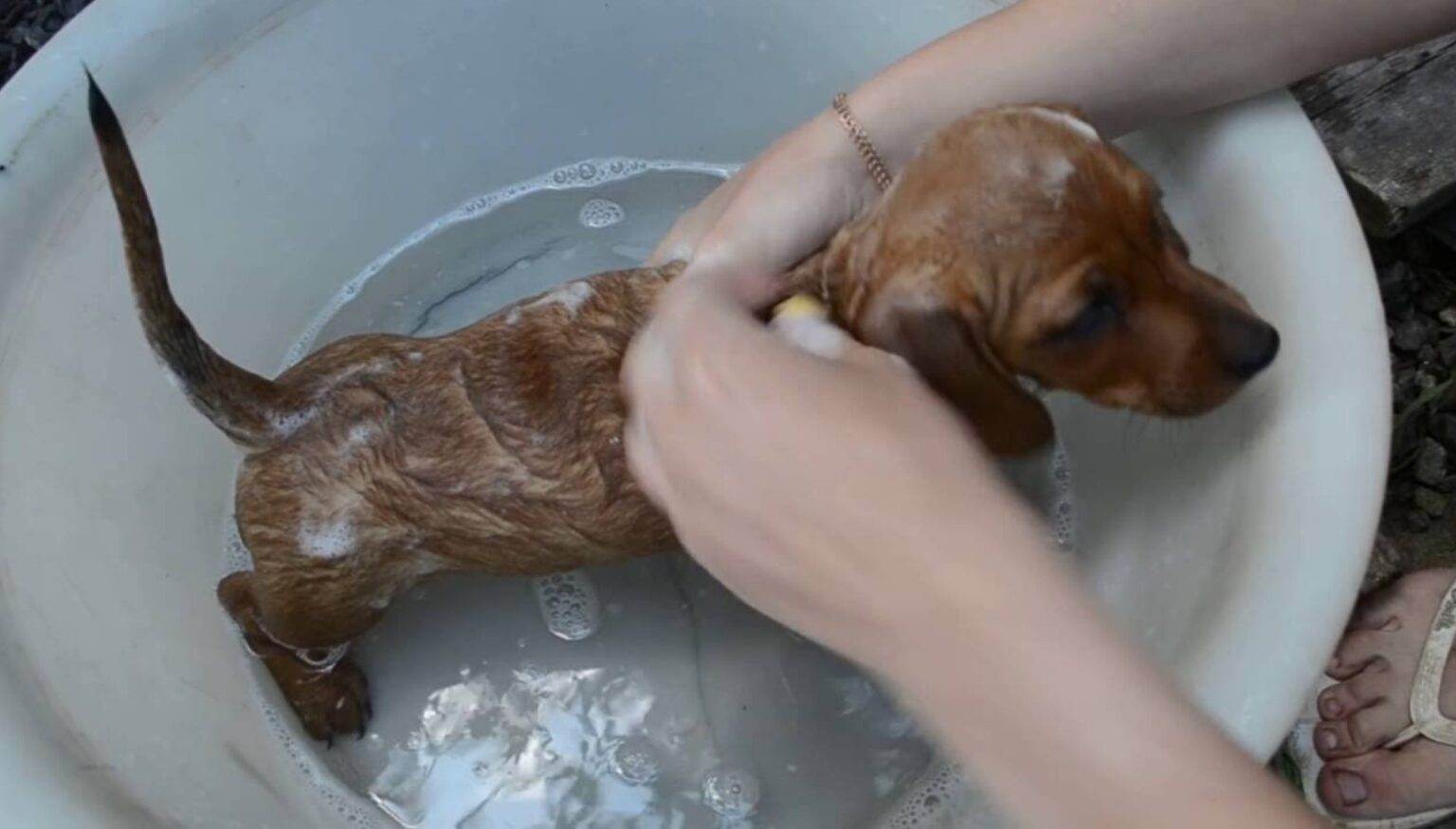 Когда купать щенка первый раз и как правильно это делать