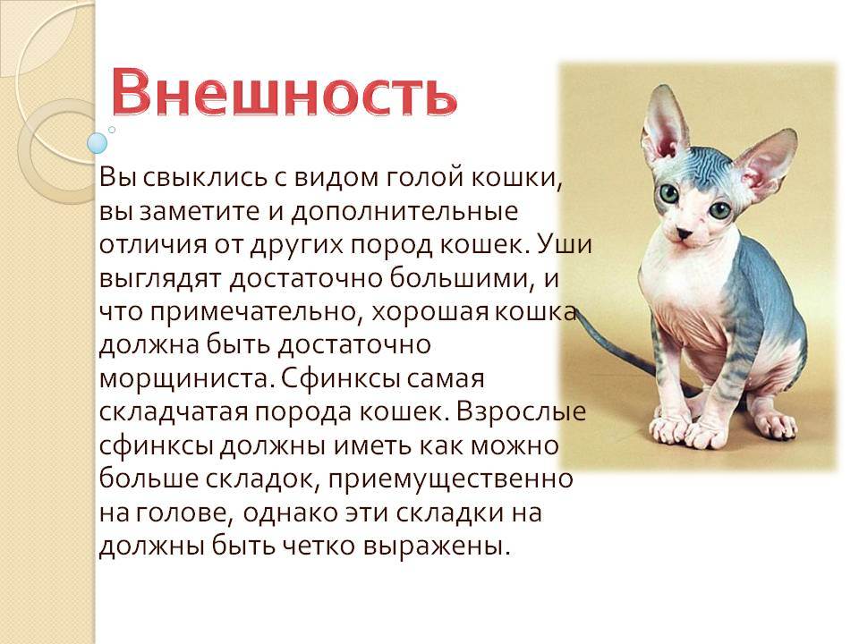 Бамбино - фото и описание породы кошек (характер, уход и кормление)