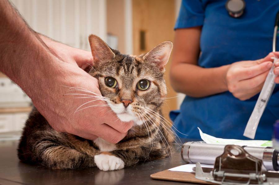 Панкреатит у кота: симптомы и признаки, острый и хронический панкреатит у кошек, лечение, диета