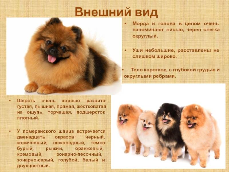 Описание породы собак немецкий шпиц    