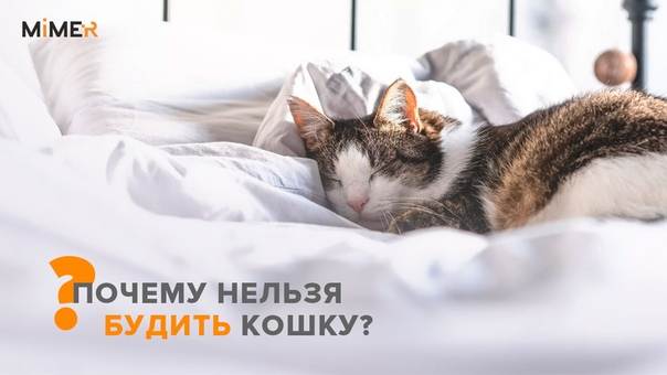 Можно ли спать с кошкой, почему нельзя?