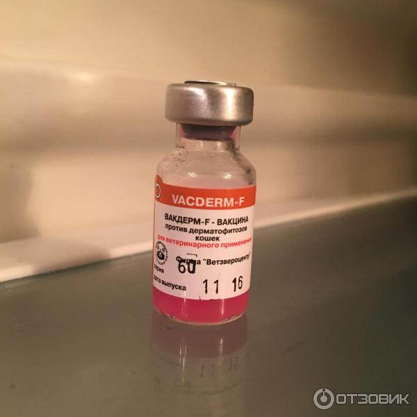 Вакдерм-f вакцина для кошек: дозировка и способ применения