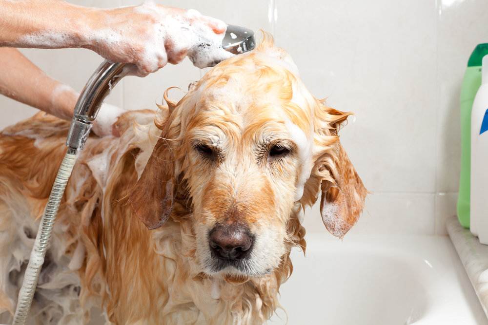 Можно ли мыть собаку человеческим шампунем | для людей, детским, обычным