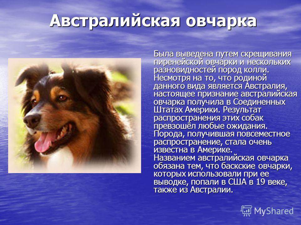 Служебные породы собак с фотографиями и названиями | petguru