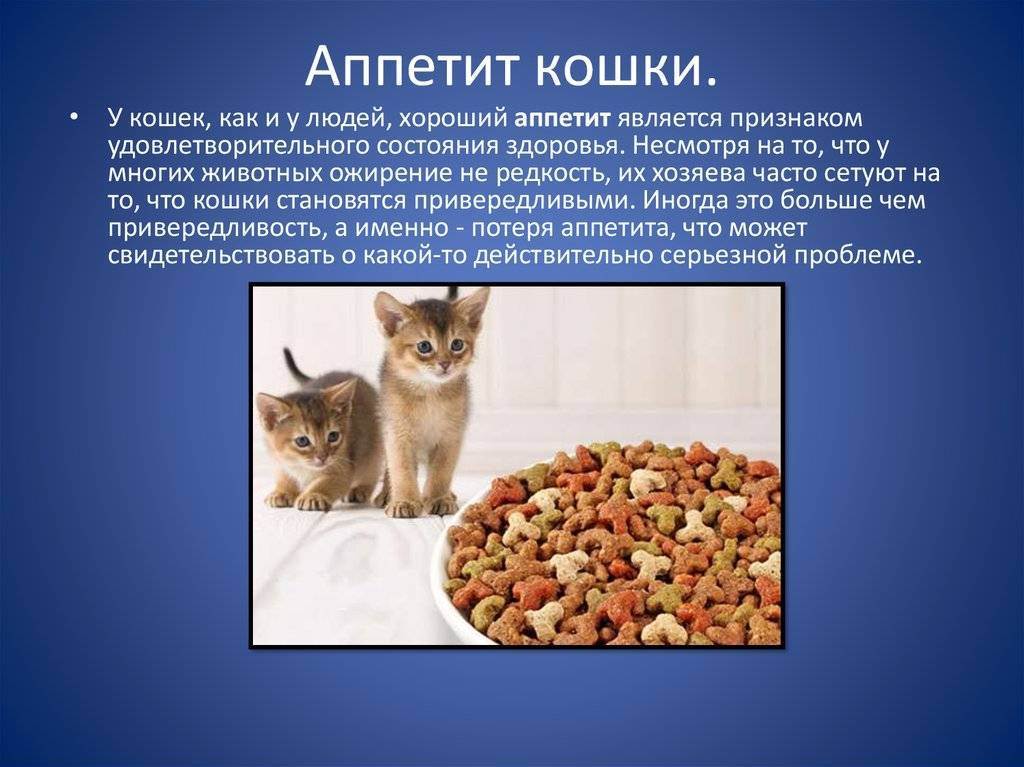 Натуральное питание для кошек | корм, как перевести кормить правильно