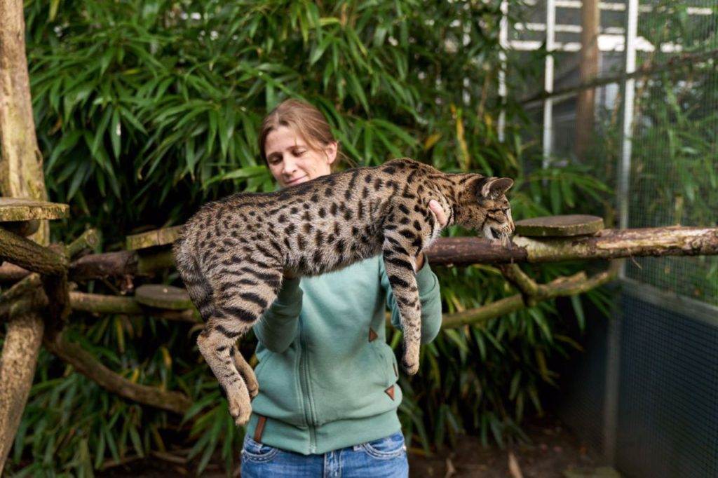 Самые большие кошки в мире: 10 фото, породы