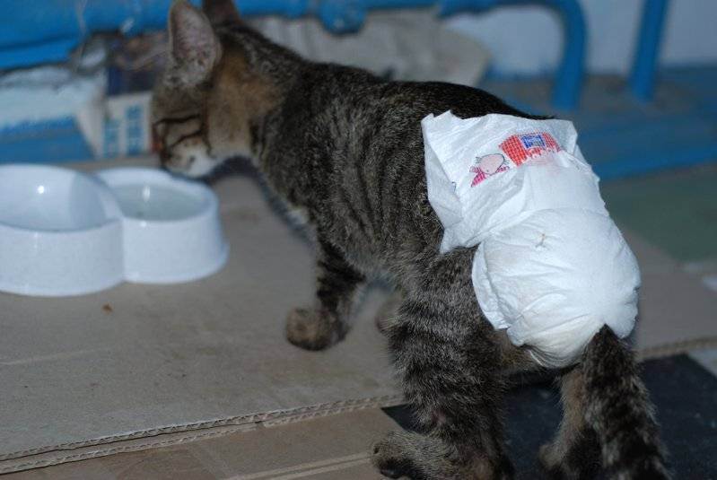 Понос у кошки, чем лечить? советы ветеринара | дети фауны