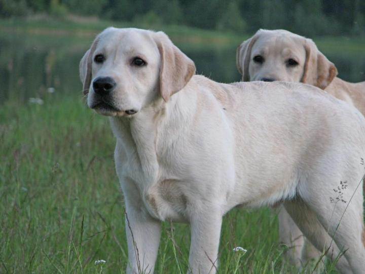 Клички для лабрадора мальчика и девочки: сотня имен для собаки, а также идеи как назвать породы черного, белого и палевого цветов