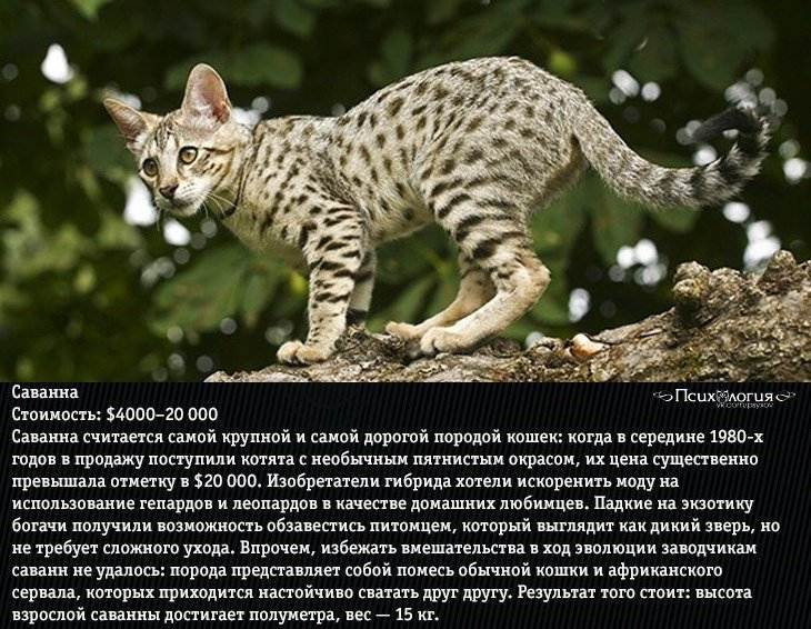 Самая дорогая кошка. топ-10 кошек по стоимости :: syl.ru