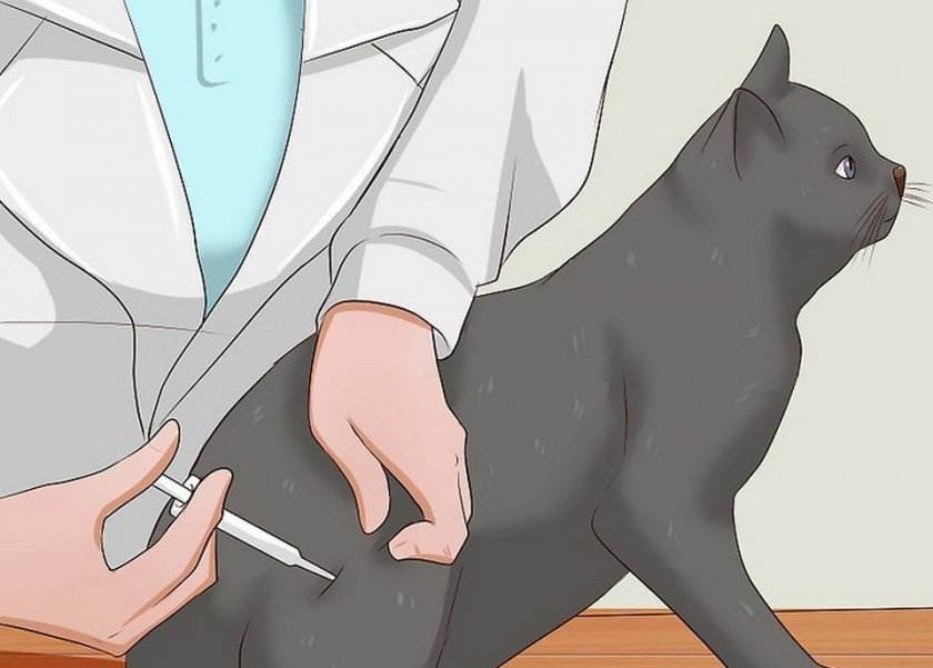 Как сделать укол собаке внутримышечно в бедро