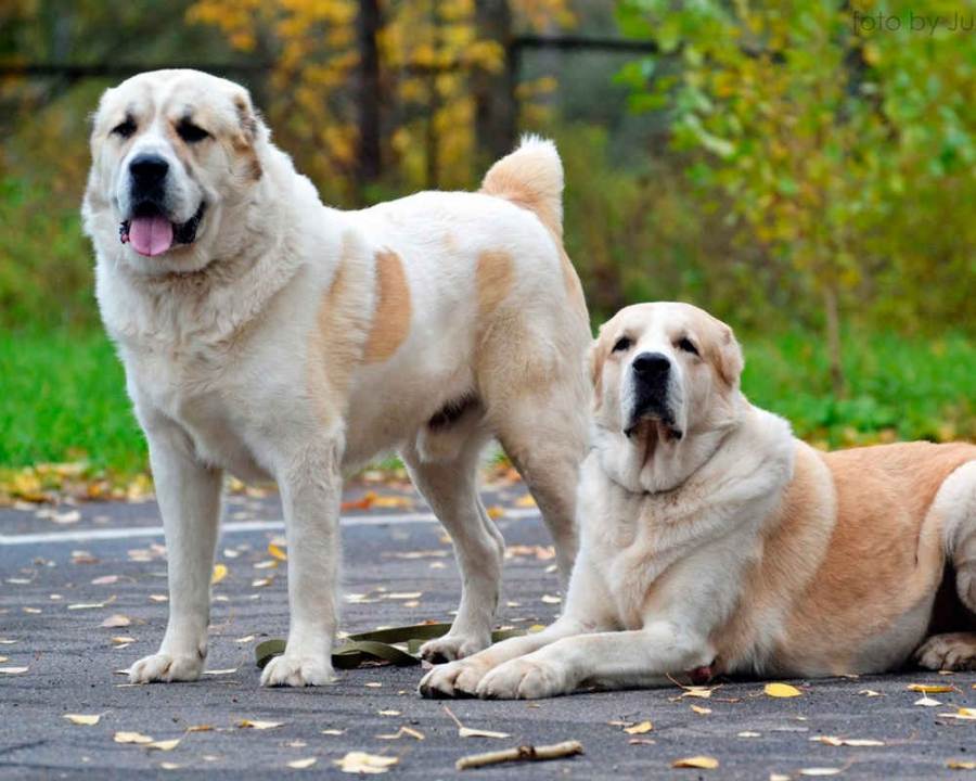 Топ-35 самых добрых пород собак в мире