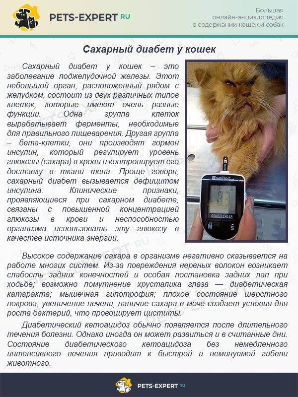 Диагностика и лечение сахарного диабета у кошек: симптомы / где лечить? | ветеринарная клиника ирины оныщук
