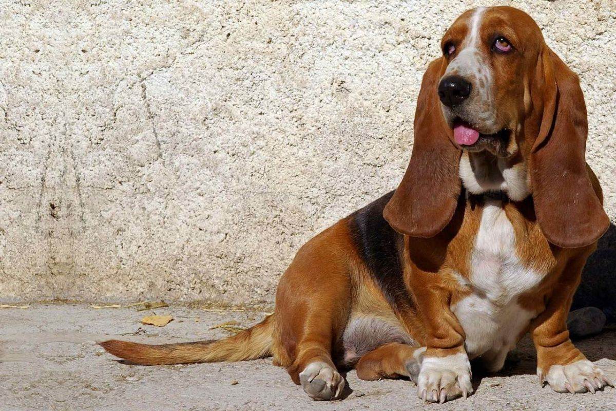 Длинношерстные породы собак: описание, популярные породы.