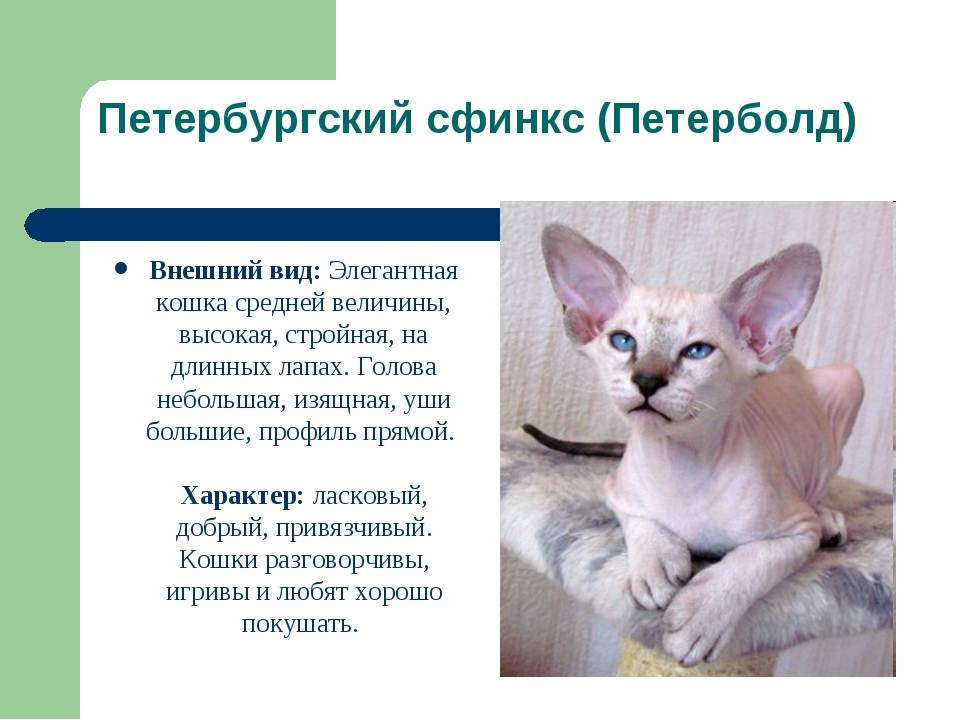 Сфинксы: особенности «инопланетных» кошек — domovod.guru