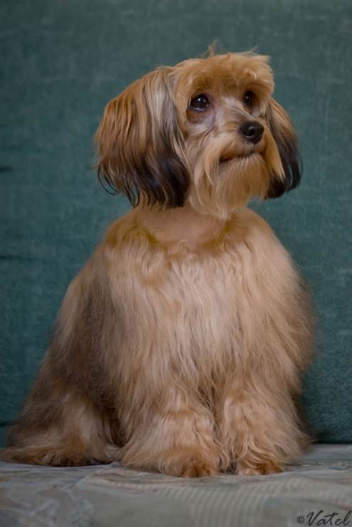 Орхидея петербургская: характеристики породы собаки, фото, характер, правила ухода и содержания - petstory