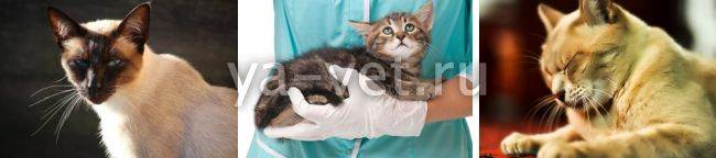 Инсульт у кошек: симптомы и лечение