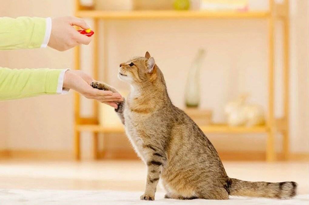 Правильное воспитание котенка: советы и рекомендации экспертов | ваши питомцы