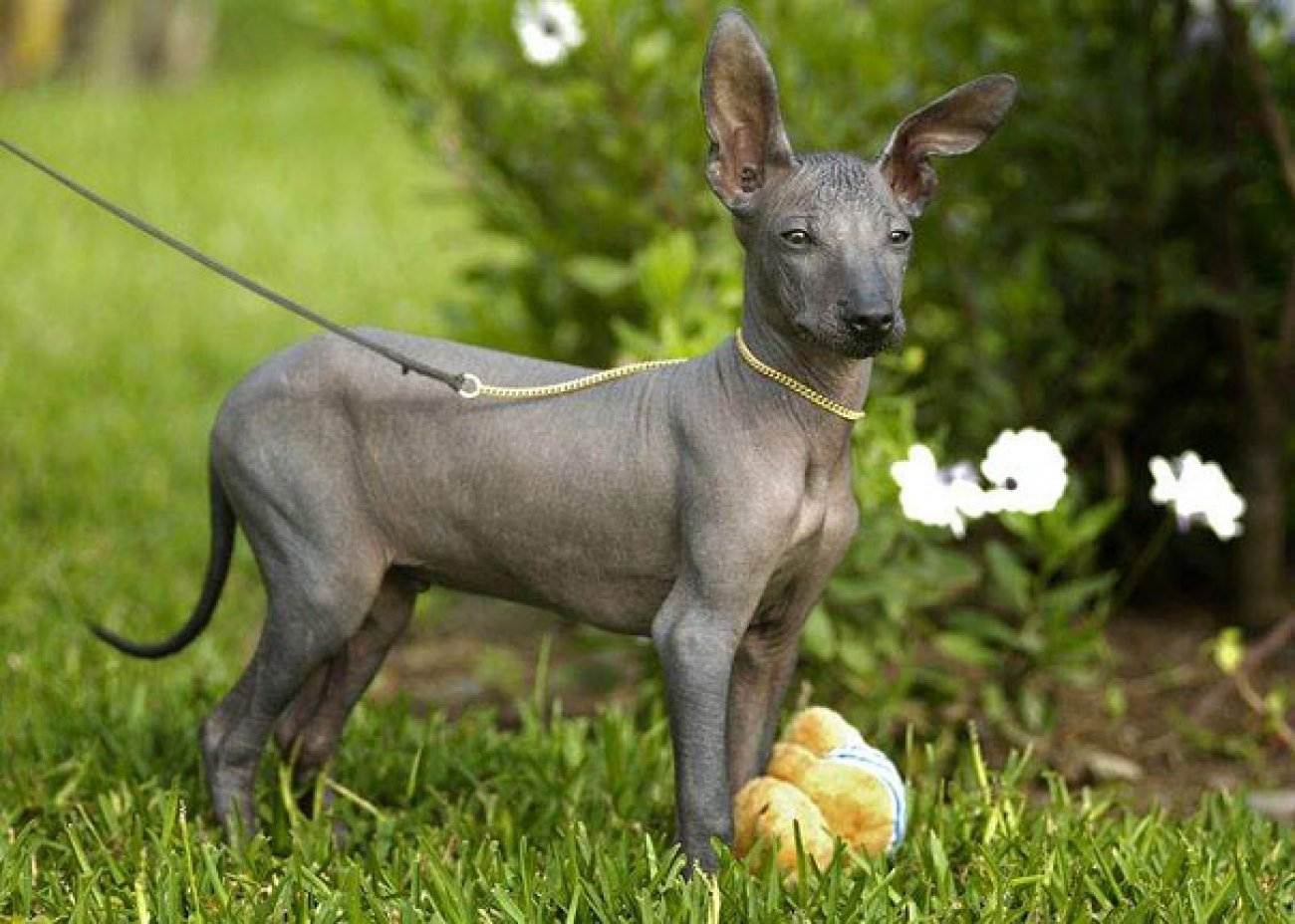 Ксолоитцкуинтли — 120 фото собаки, описание породы, цена, особенности поведения и воспитания