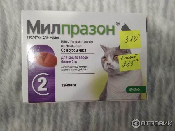 Средство милпразон: защита кошки от глистов